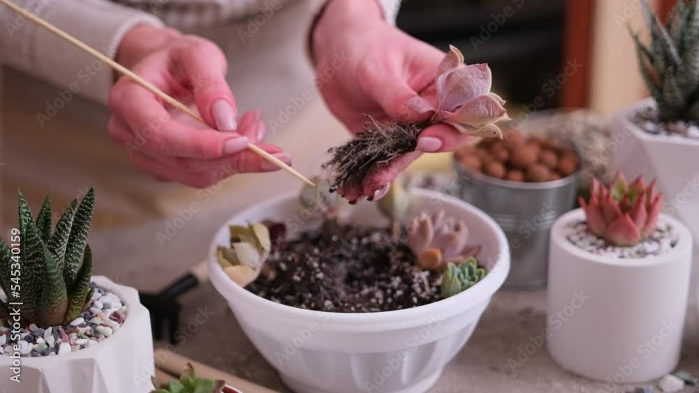 Woman holding Echeveria Succulent rooted cutting Plant with roots ready for planting Woman holding Echeveria Succulent rooted cutting Plant with roots ready for planting