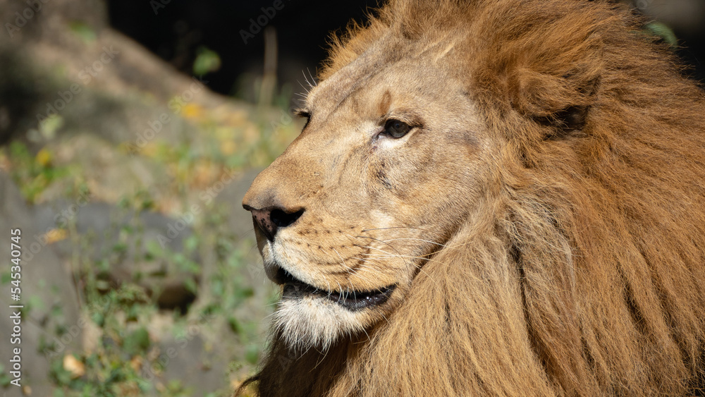 Fototapeta premium 遠くを見つめる動物園の雄ライオン
