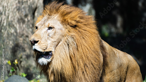 Fototapeta Naklejka Na Ścianę i Meble -  遠くを見つめる動物園の雄ライオン