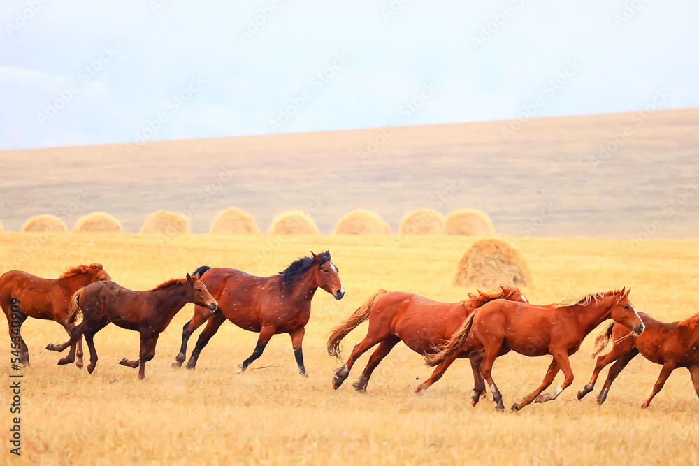 Fototapeta premium horses running across the steppe, dynamic freedom herd