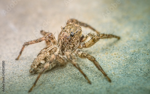 Close up a  jumping spider on cement floor, Selective focus, macro shot, Thailand. © NuayLub