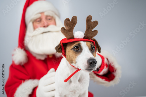 Portrait of santa claus and dog jack russell terrier in rudolf reindeer ears on a white background.  © Михаил Решетников
