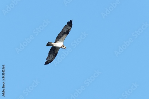 osprey is hunting a fish