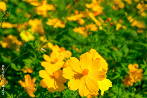 Blurred yellow flowers for background