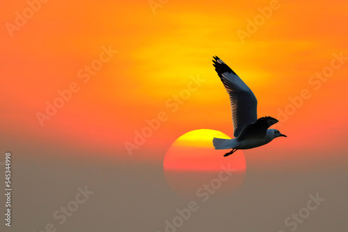 Beautiful Seagull flying in the sky during sunset.