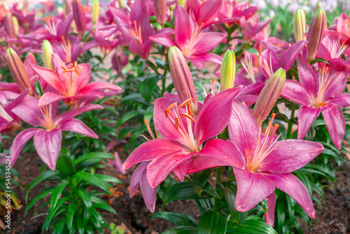 Pink lilies flowers in garden. Blooming lily with pink petal. Floral botanical background