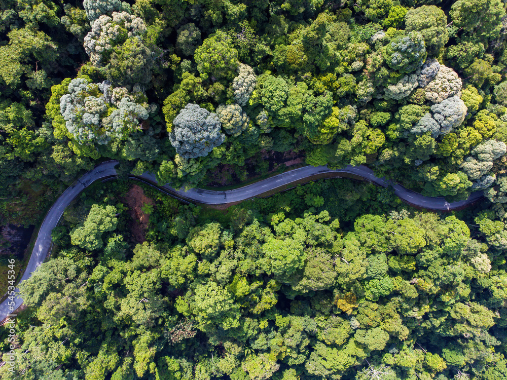 Road in the middle of tropical rainforest Road in the middle of tropical rainforest