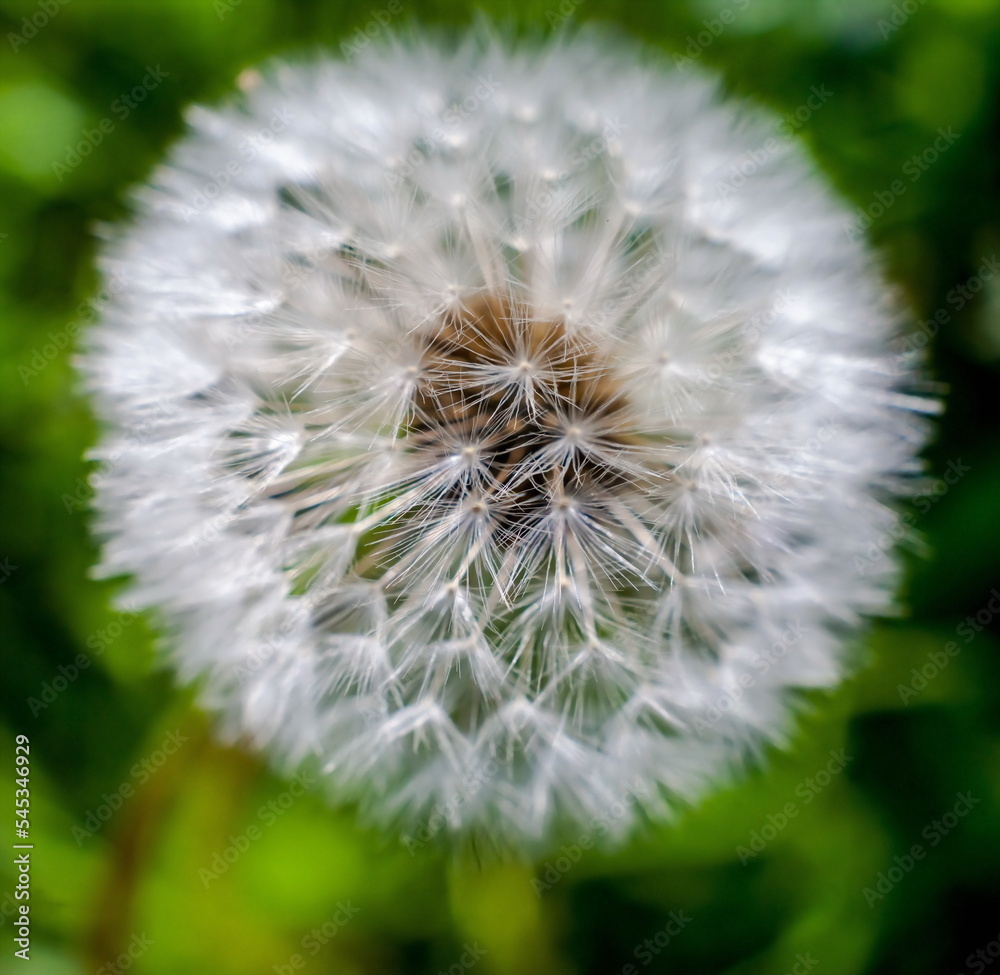 Fototapeta premium Dandelion flowers close-up on a grass background in summer