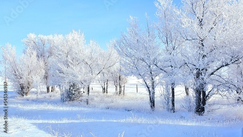 snow covered trees