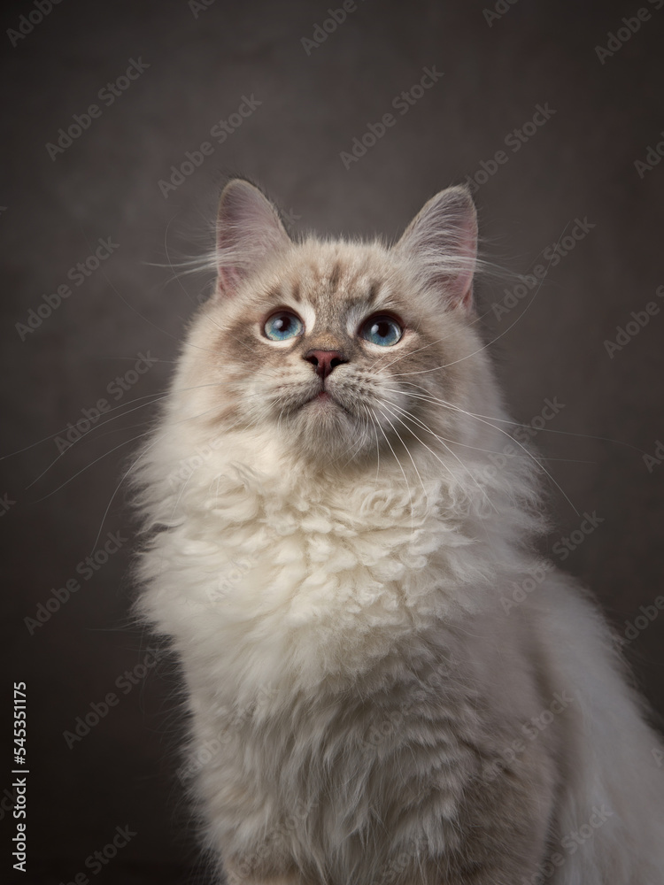 Siberian kitten on a brown background. Cat studio photo for advertising. Happy pet 