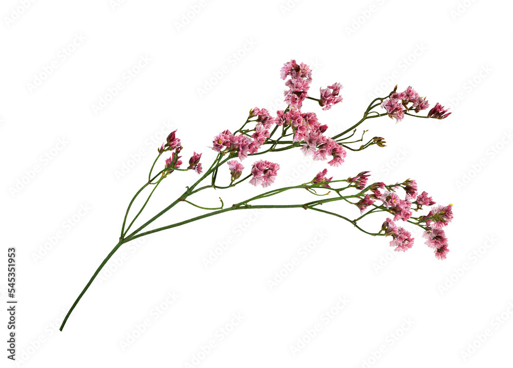 Twig of coral limonium flowers isolated on white or transparent background
