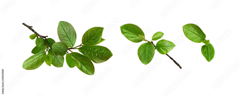 Twig with spring green leaves isolated on white or transparent background - obrazy, fototapety, plakaty 
