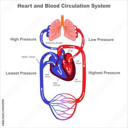 Human circulatory system and Blood circulation vevtor illustraion