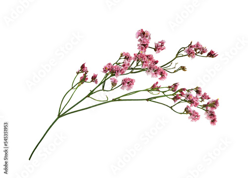 Twig of coral limonium flowers isolated on white or transparent background photo
