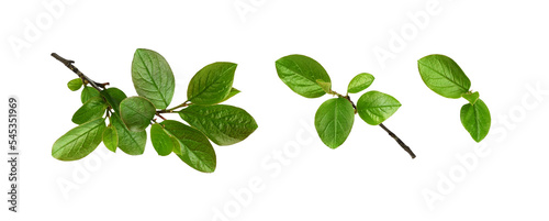 Twig with spring green leaves isolated on white or transparent background photo