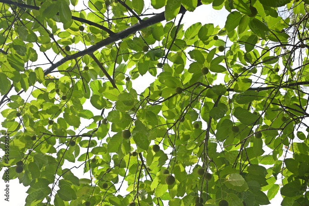 green leaves background