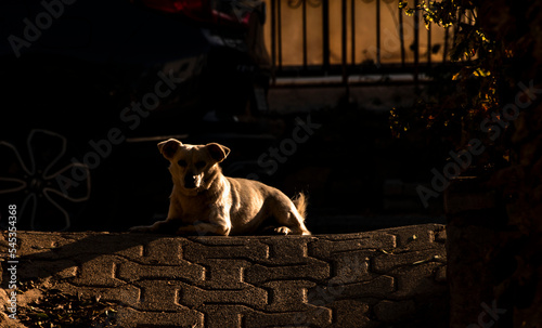dog in the cage