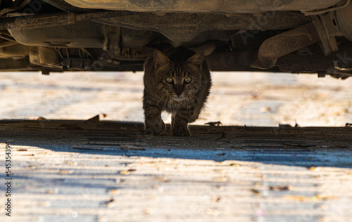 cat under the car