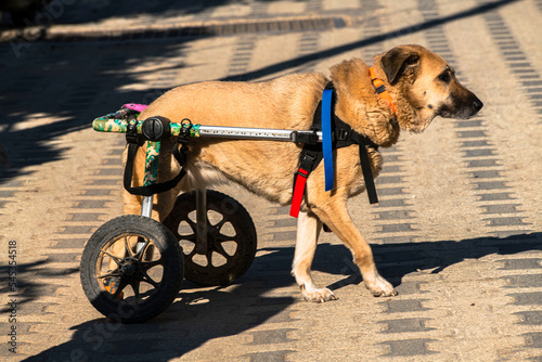 dog on the street