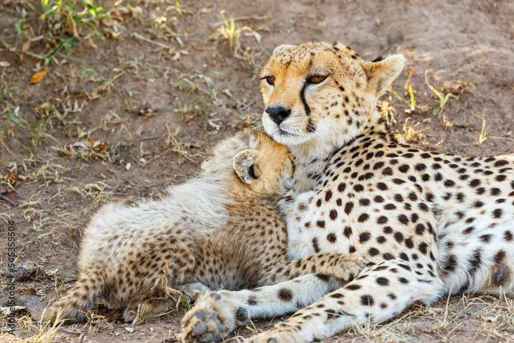Cheetah cub cuddles with his mother in the savannah Cheetah cub cuddles with his mother in the savannah