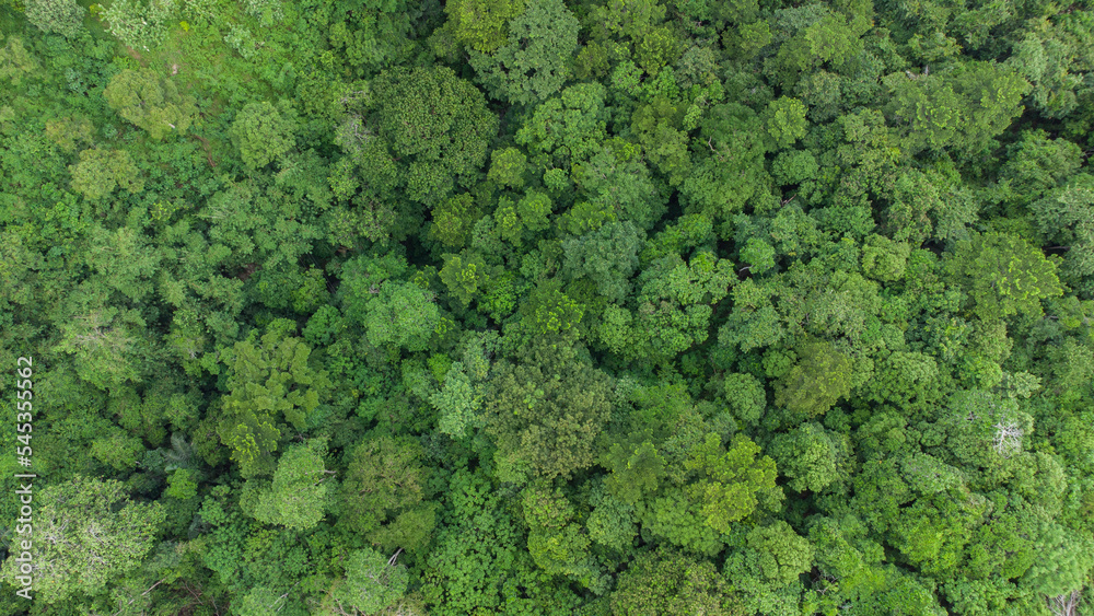 Aerial photo of tropical forest in Aceh Province, Indonesia.	