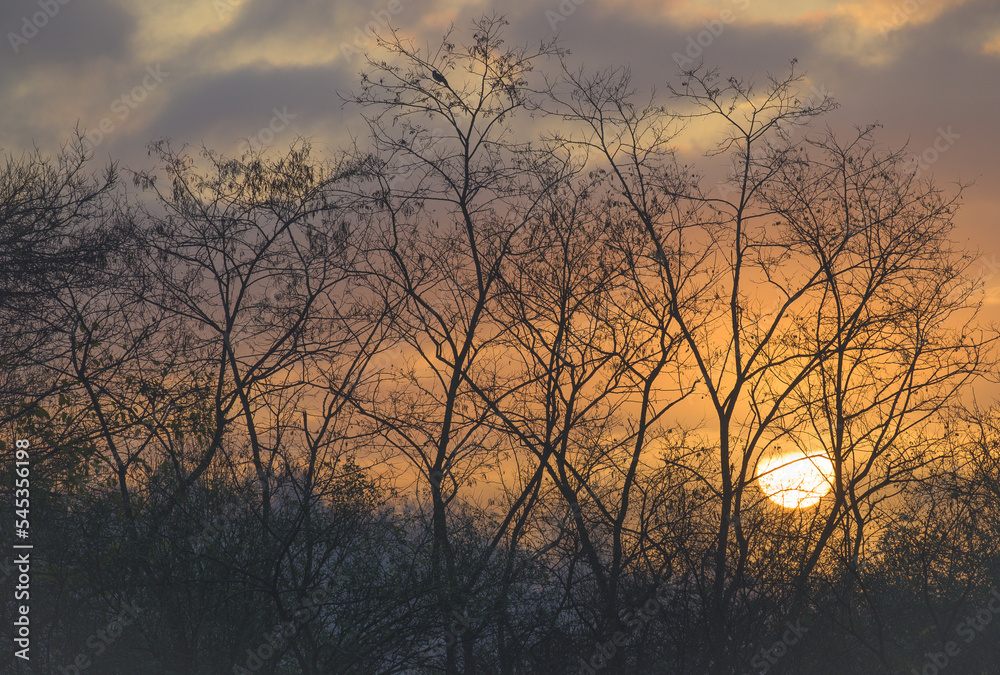 The silhouettes of the trees and the sunrise. The sun rises from behind the leafless trees.