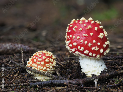 Fliegenpilz (Amanita muscaria)