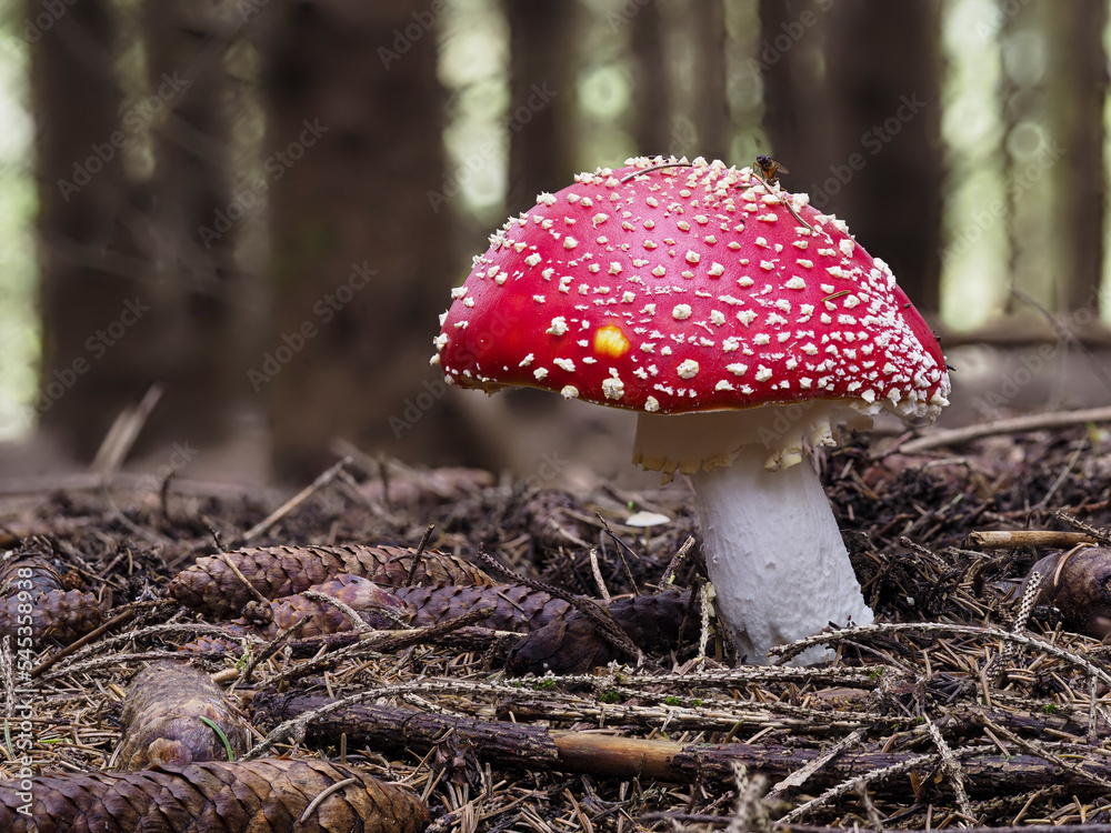 Fliegenpilz (Amanita muscaria) Fliegenpilz (Amanita muscaria)