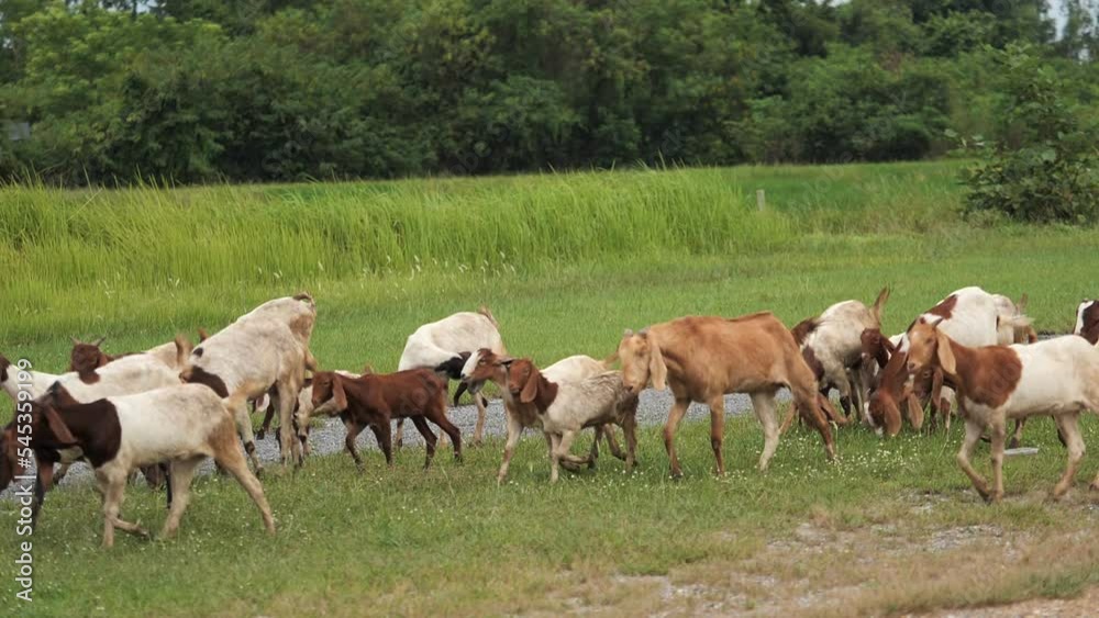 Many goats were grazing in the fields. Many goats were grazing in the fields.