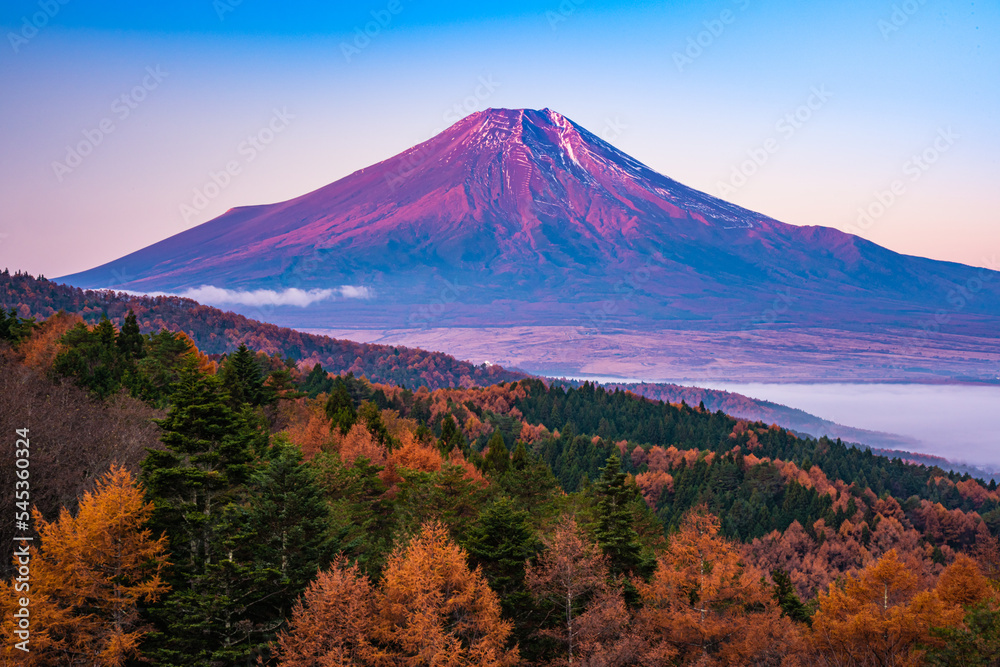 Fototapeta premium 富士山と紅葉