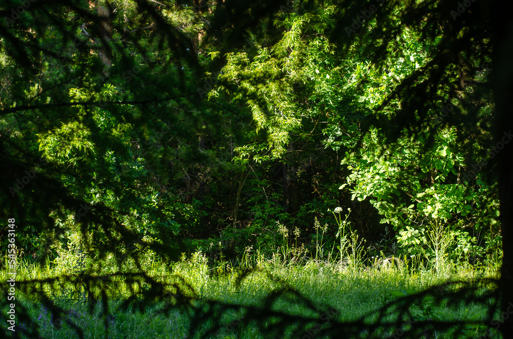 Forest background. Trees in the backlight.
