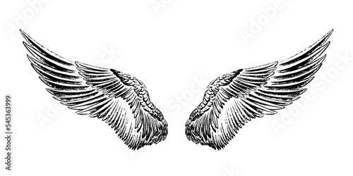 Wings drawn in black ink. The texture of the brush and paint. Engraving style