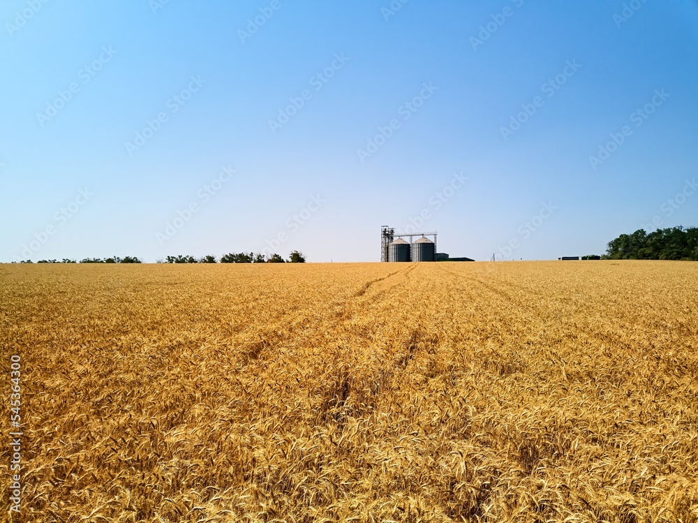 Fototapeta premium Aerial of grain elevator in front of wheat field. Drone camera above flour or oil mill plant silos. Silos near golden farmland. Agriculture theme, a harvesting season.
