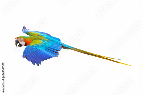 Catalina parrot flying isolated on white background.