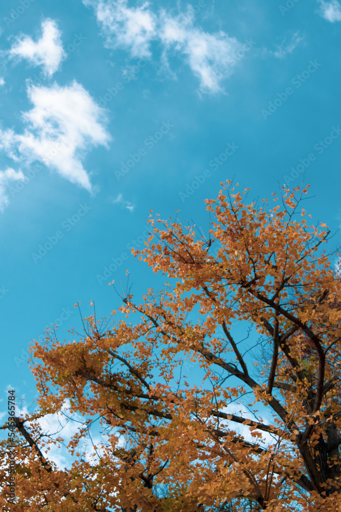 Autumn leaves in full bloom, beautiful gradation of maple, landscape background of blue sky and autumn leaves, maple picking, autumn and winter