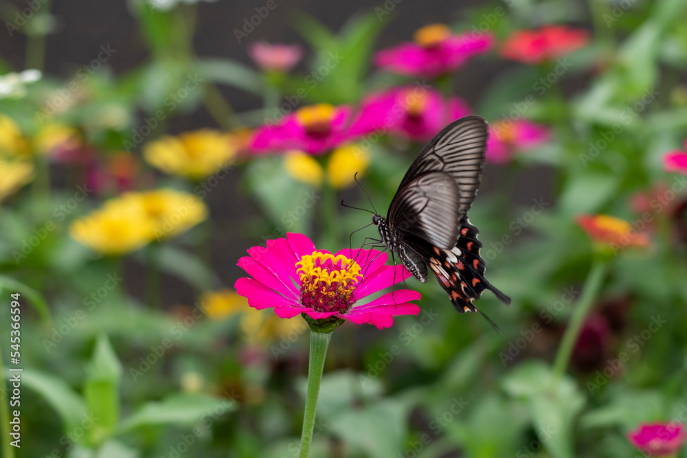 The butterfly sucks the flower essence by flapping its swaying wings The butterfly sucks the flower essence by flapping its swaying wings