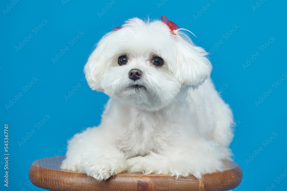 charming little Maltese lapdog. photo shoot in the studio on a blue background charming little Maltese lapdog. photo shoot in the studio on a blue background