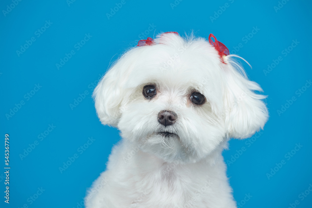 charming little Maltese lapdog. photo shoot in the studio on a blue background charming little Maltese lapdog. photo shoot in the studio on a blue background