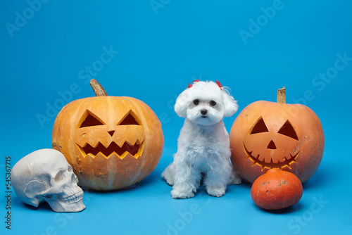 charming little Maltese lapdog with Jack's lamps. the concept of a festive photo shoot for Halloween in the studio on a blue background