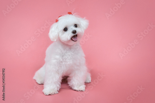 charming little Maltese lapdog. photo shoot in the studio on a pink background