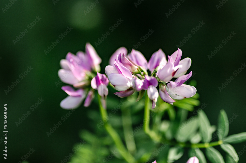 Light pink meadow clover flowers close-up Light pink meadow clover flowers close-up