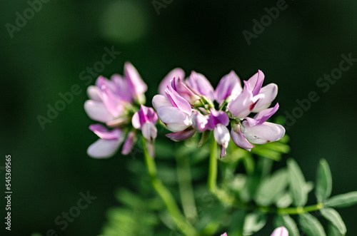 Light pink meadow clover flowers close-up