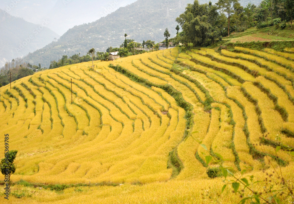 A panoramic view of the ripped paddy field at Tarku village in Sikkim that will be harvest in winter. Sikkim doesn’t produce adequate rice for people, so have to depend on government food supplies.
