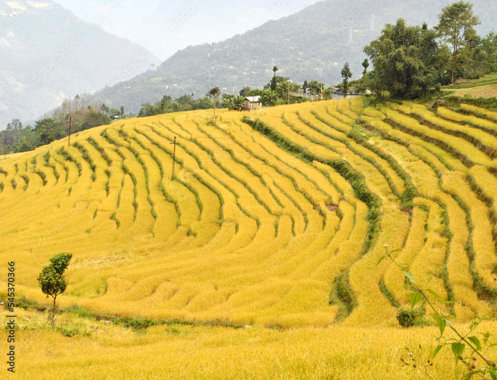 A panoramic view of the ripped paddy field at Tarku village in Sikkim that will be harvest in winter. Sikkim doesn’t produce adequate rice for people, so have to depend on government food supplies. A panoramic view of the ripped paddy field at Tarku village in Sikkim that will be harvest in winter. Sikkim doesn’t produce adequate rice for people, so have to depend on government food supplies.