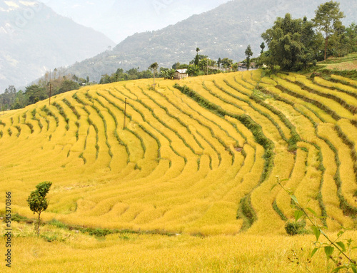Cuadro en lienzo A panoramic view of the ripped paddy field at Tarku village in Sikkim that will be harvest in winter