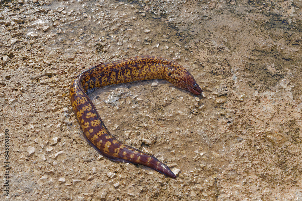 Moray eel was washed up on a concrete wall by strong waves. She was rescued! Moray eel was washed up on a concrete wall by strong waves. She was rescued!