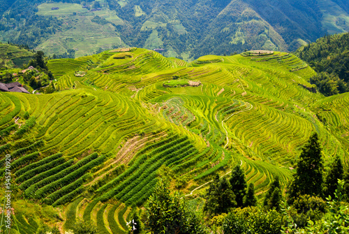 Beautiful scenic rice terraces in Asia