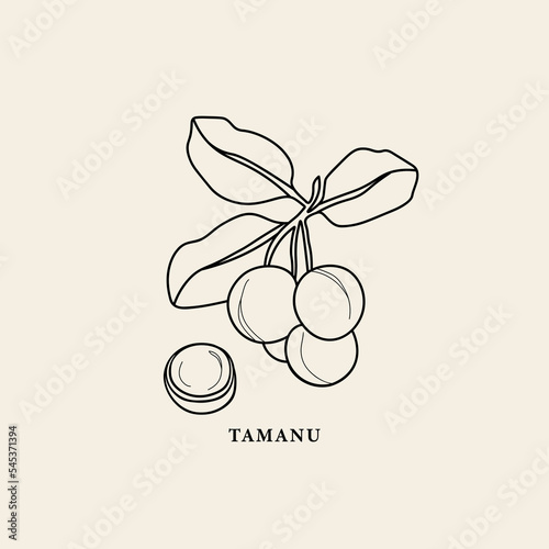 Line art tamanu branch illustration