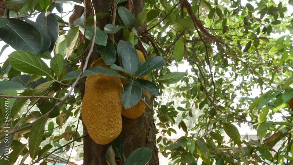 Large jackfruit hangs from a jackfruit tree in the garden. Asian summer