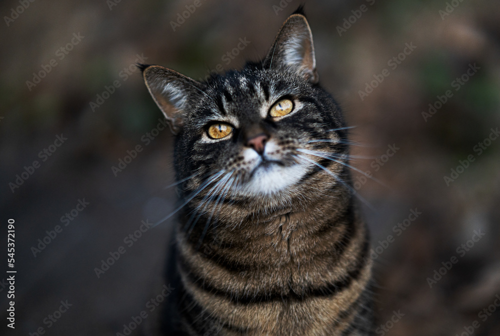 Fototapeta premium Katze, 